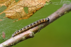 Yponomeuta malinellus