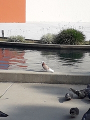 Columba livia domestica