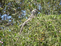 Iguanidae