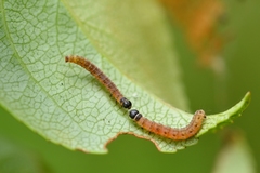 Yponomeuta malinellus