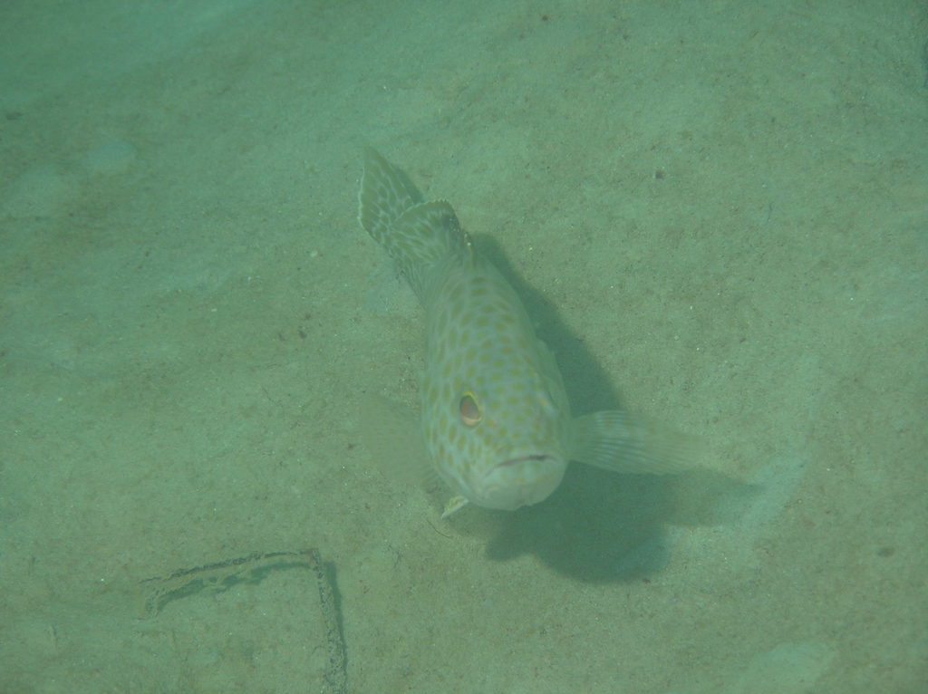 Areolate grouper