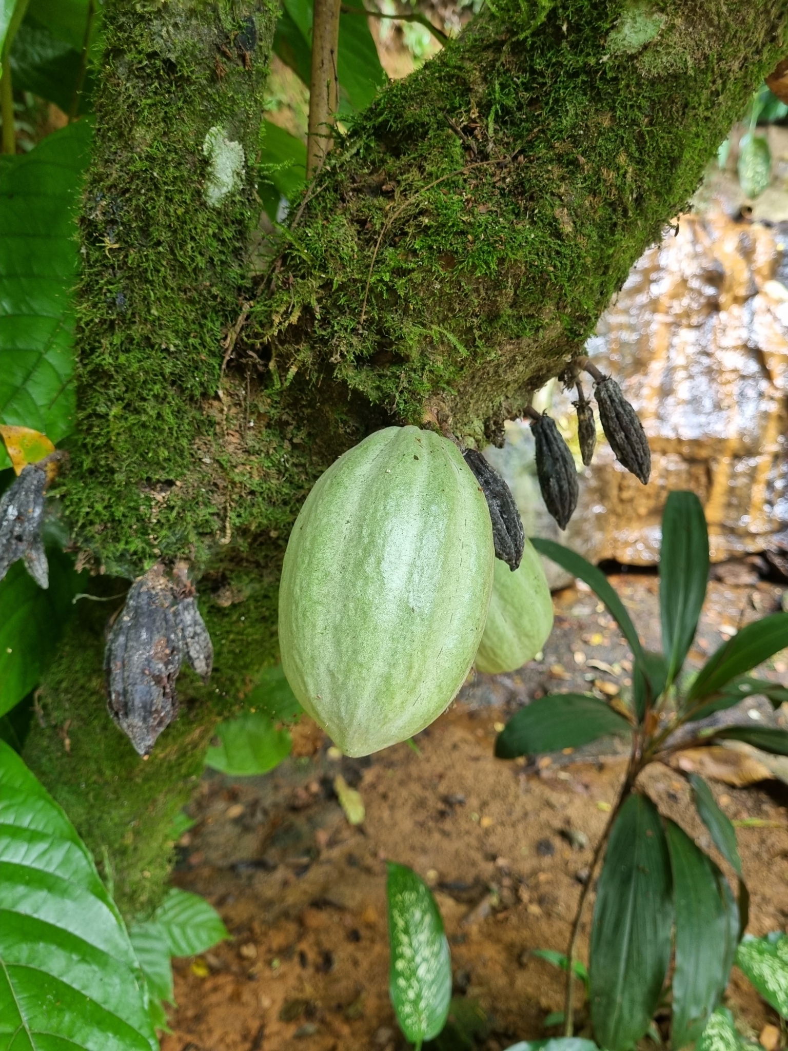 Theobroma cacao