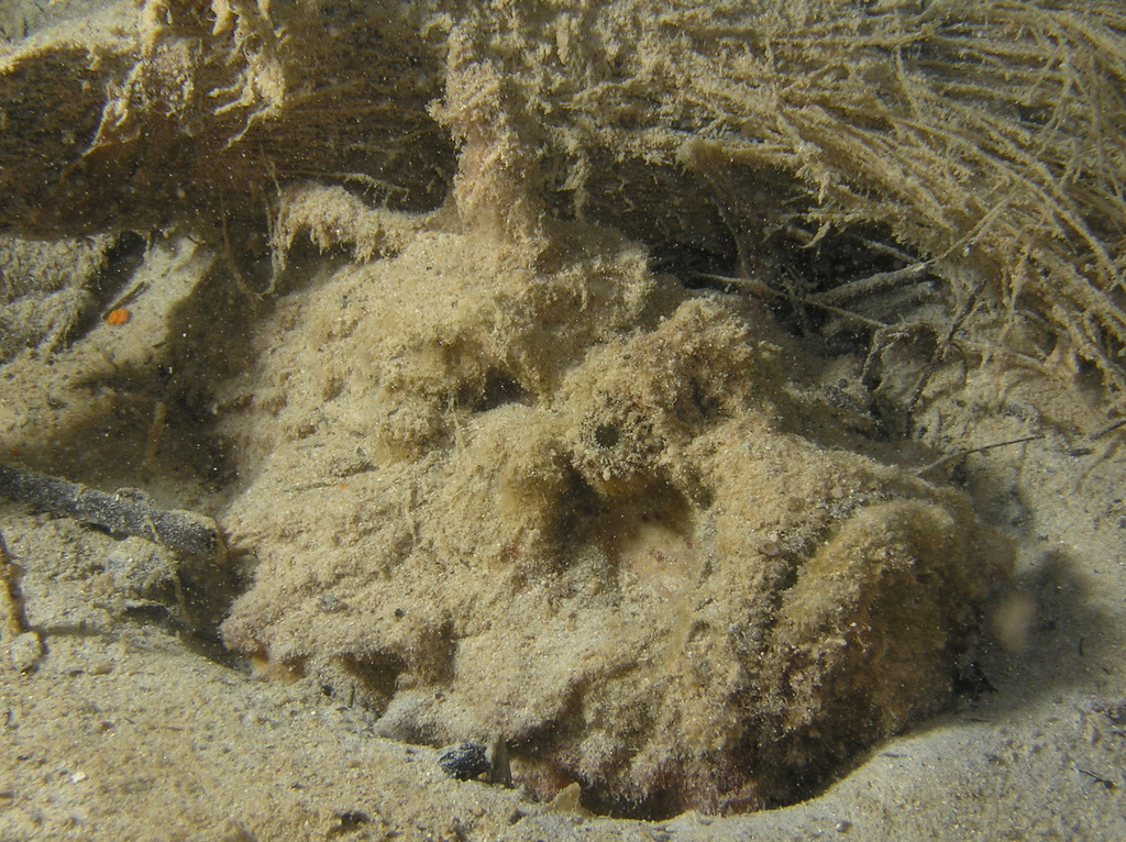 Synanceia horrida