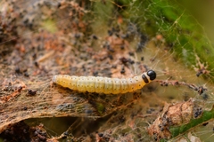 Yponomeuta malinellus