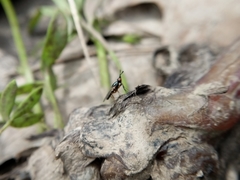 Prochyliza xanthostoma