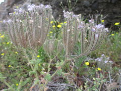 Phacelia floribunda