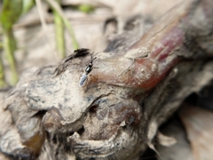 Prochyliza xanthostoma