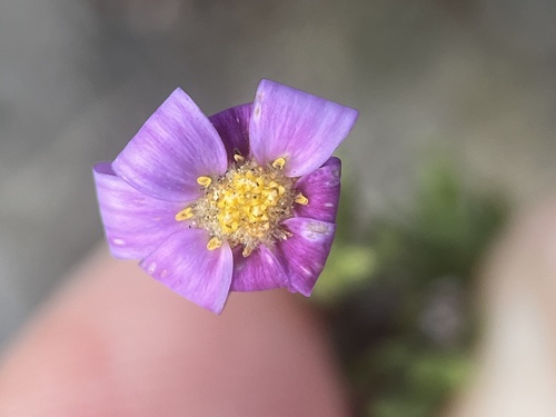 Image of Zyrphelis spathulata by (c) Charleen Brunke, some rights reserved (CC BY)
