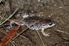 Southern Toadlet photo 2
