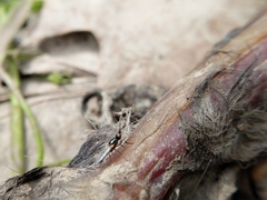 Prochyliza xanthostoma