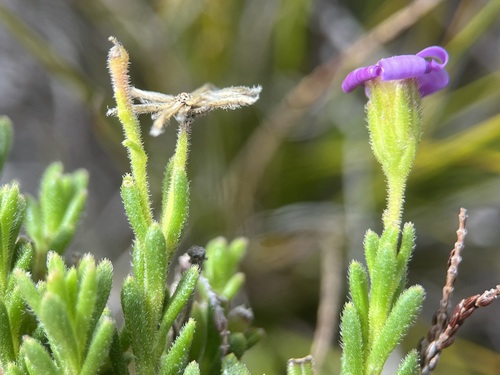 Image of Zyrphelis spathulata by (c) Charleen Brunke, some rights reserved (CC BY)