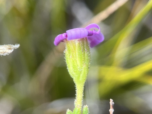 Image of Zyrphelis spathulata by (c) Charleen Brunke, some rights reserved (CC BY)