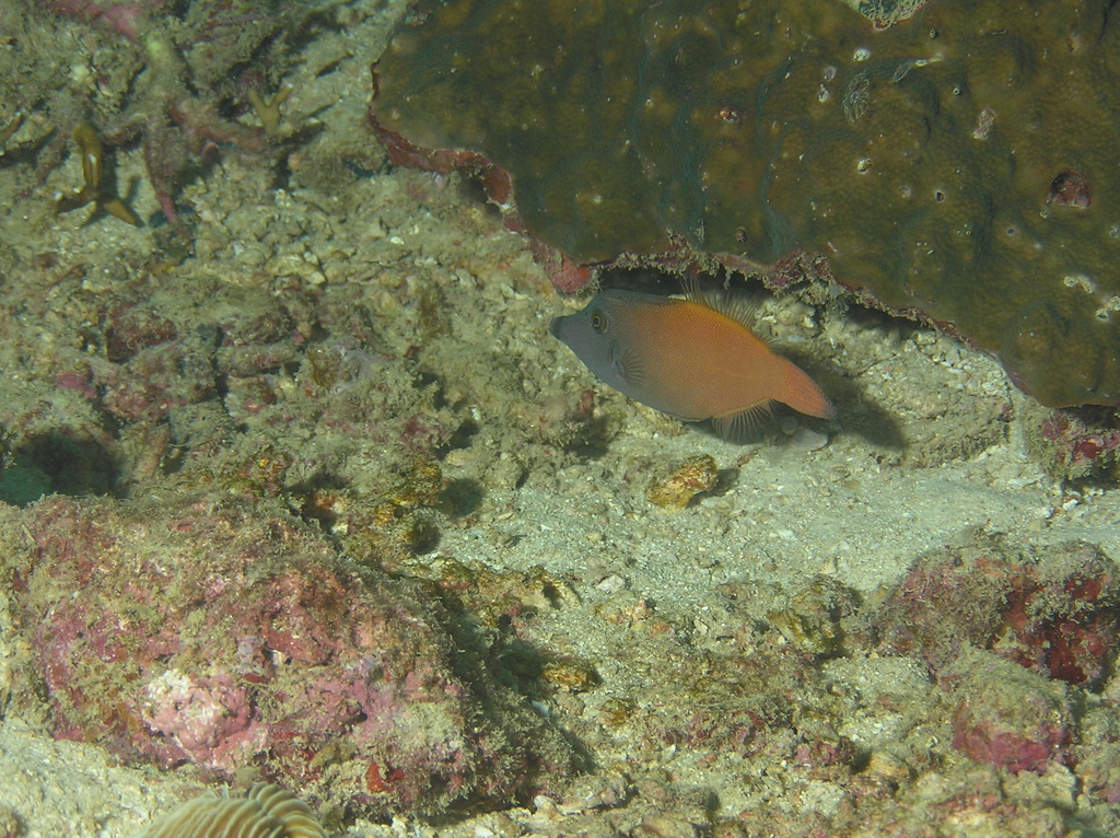 Blackhead filefish (Pervagor melanocephalus) — Monacanthidae