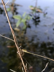 Ischnura hastata