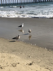 Larus occidentalis