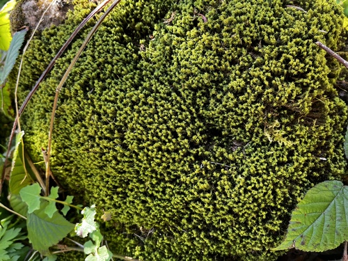 Dicranum montanum