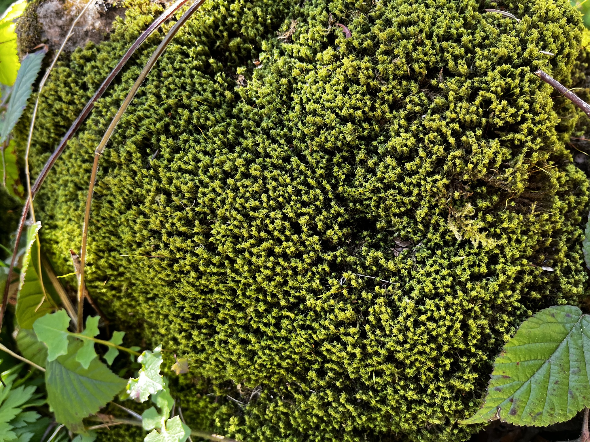 Dicranum montanum