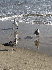 Larus occidentalis