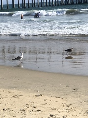 Larus occidentalis