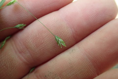 Poa autumnalis