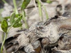 Prochyliza xanthostoma