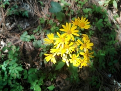 Packera coahuilensis