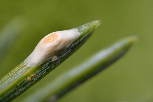 Dynaspidiotus regnieri