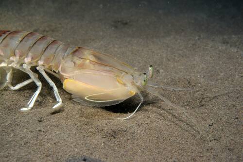 Spot-tail Mantis Shrimp