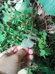 Packera coahuilensis