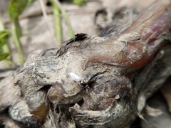 Prochyliza xanthostoma