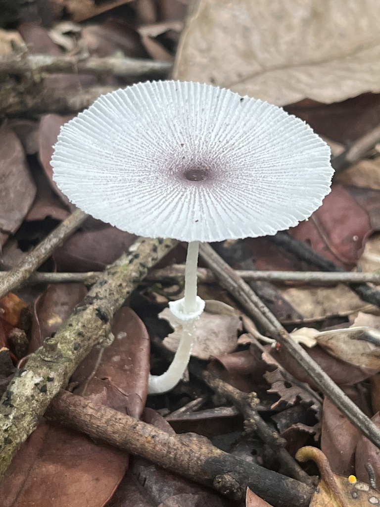 Leucocoprinus ianthinus · April 2024 · photo: © mariobarroso (iNaturalist, cc-by)