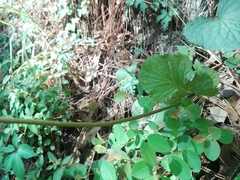 Packera coahuilensis