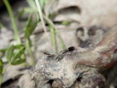 Prochyliza xanthostoma