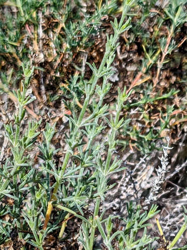 Image of Salsola oppositifolia by no rights reserved