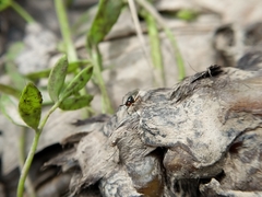 Prochyliza xanthostoma