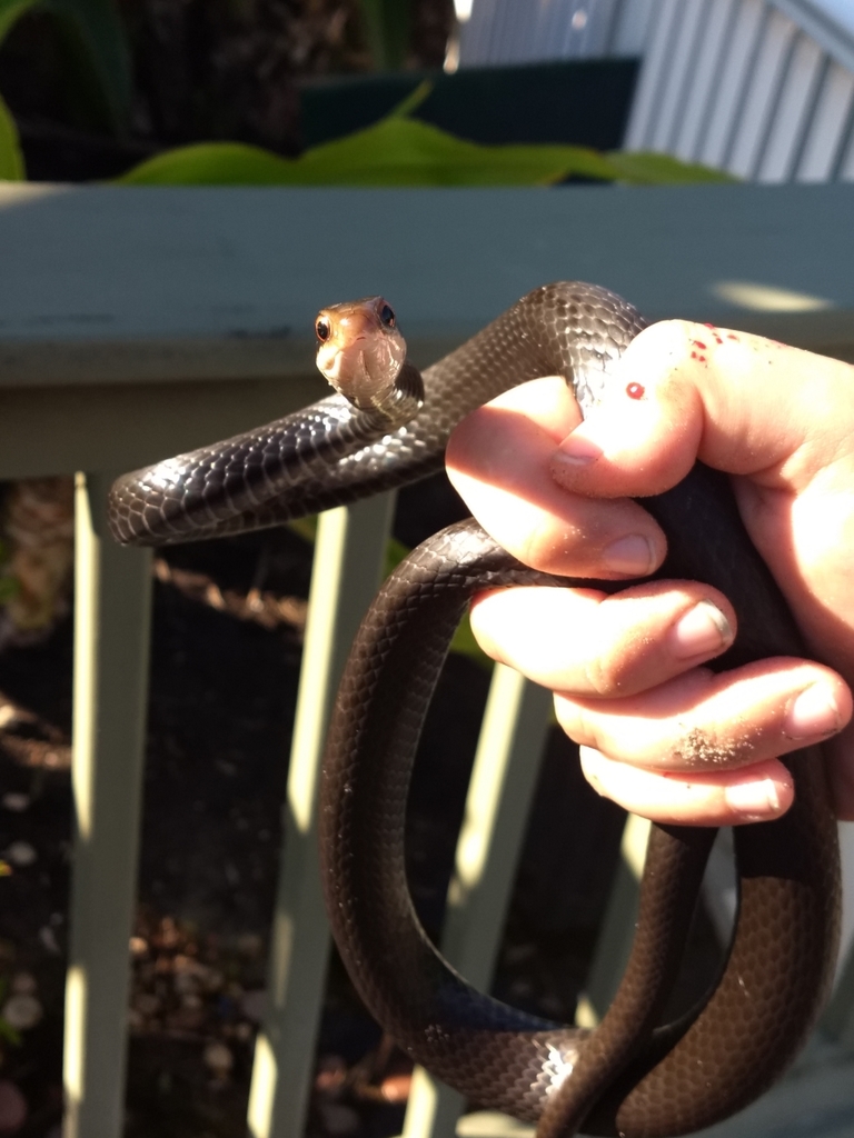 Southern Black Racer from 9301 W Fort Island Trail, Crystal River, FL ...