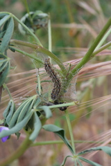 Nymphalini