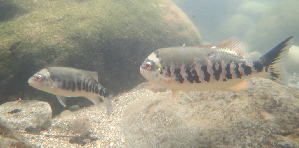 Tuba Cichlid