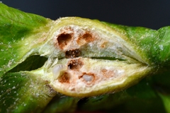 Dryocosmus kuriphilus