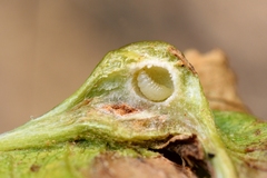 Dryocosmus kuriphilus