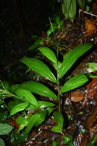 Pharus virescens