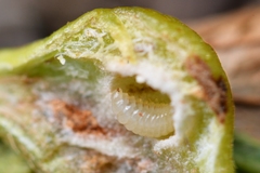 Dryocosmus kuriphilus