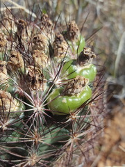 Echinomastus intertextus