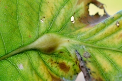 Dryocosmus kuriphilus