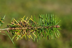 Contarinia pseudotsugae