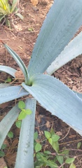Agave tequilana