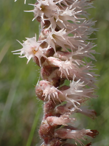 Image of Holothrix scopularia by (c) Ren Hoekstra, some rights reserved (CC BY)