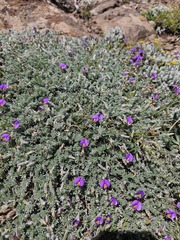 Lotononis galpinii, photograph (c) Ren Hoekstra, some rights reserved (CC BY)