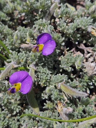 Lotononis galpinii, photograph 5