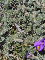 Lotononis galpinii, photograph (c) Ren Hoekstra, some rights reserved (CC BY)